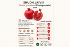 Shudh Jaivik Pomegranate - Complete Infographic